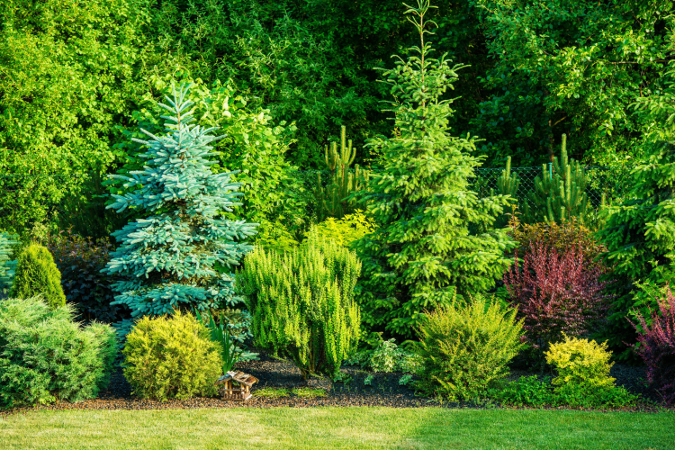 Plants for backyard garden ideas