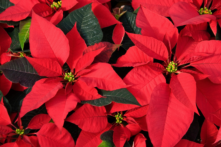 Poinsettia flowers
