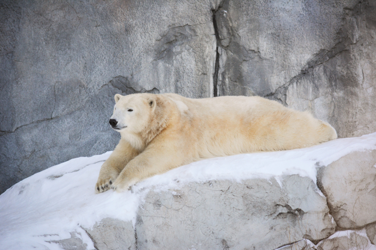 Polar bear in Winnipeg