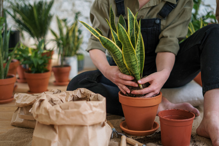 potting plants self care idea