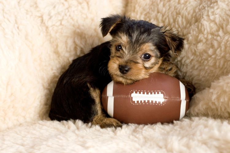 Puppy Bowl