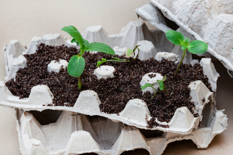 Egg carton seedling tray