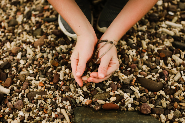Picking up stones for Thanksgiving craft for kids