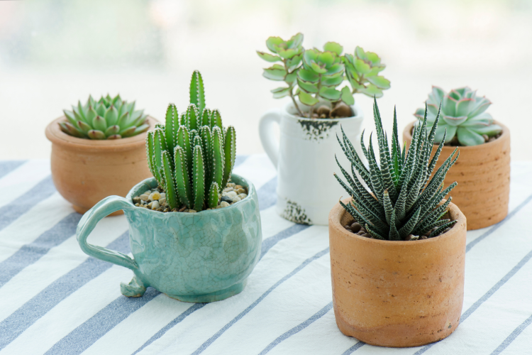 Succulents in containers