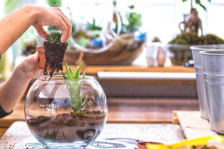 terrarium kit gift for new homeowners