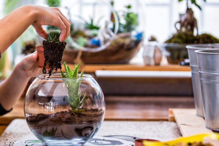 making terrariums indoor garden party activity