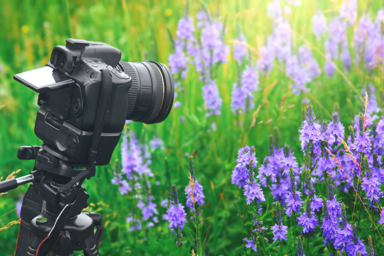 camera on tripod in flower field