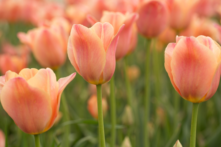 Tulip Time Festival