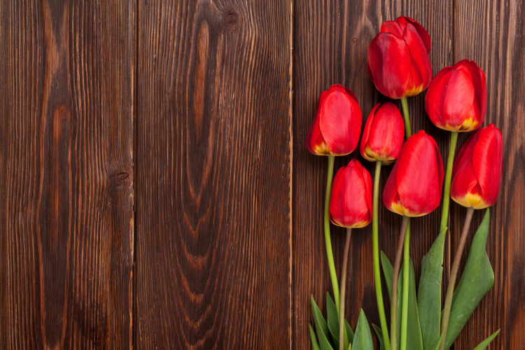 Red tulips