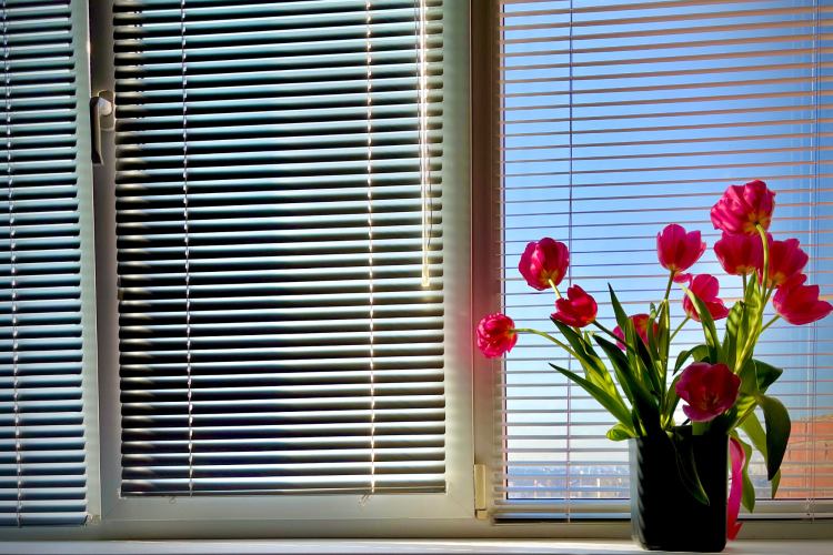 Tulips in pots for container garden idea