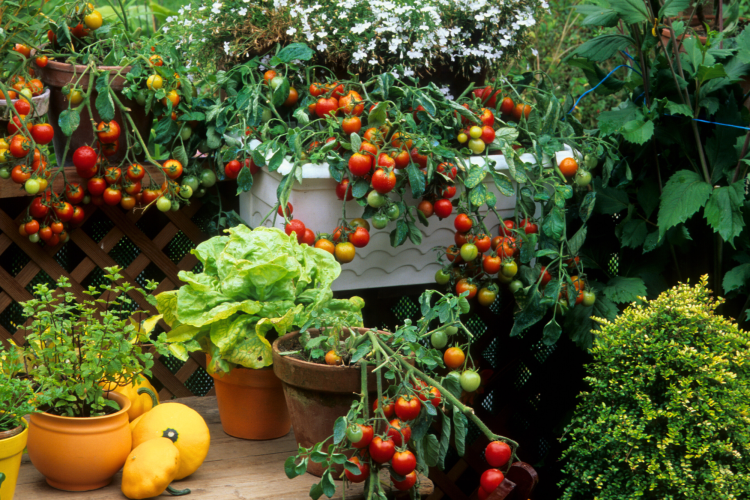 Vegetables in garden