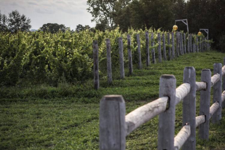 vineyard date idea in Ottawa