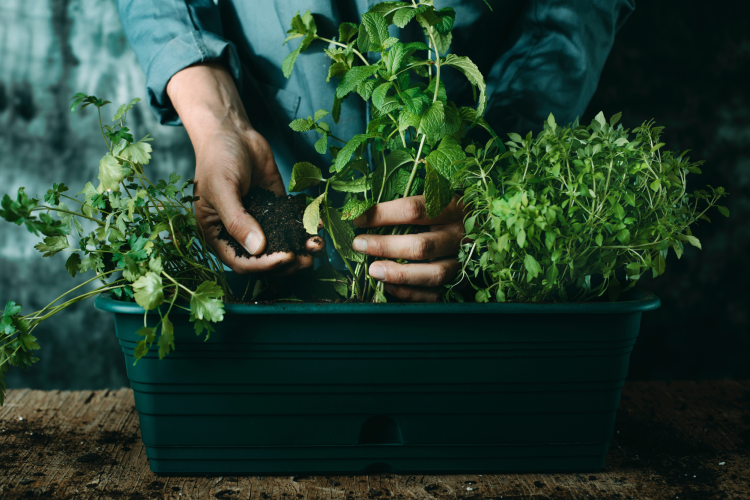 Window box herb garden idea