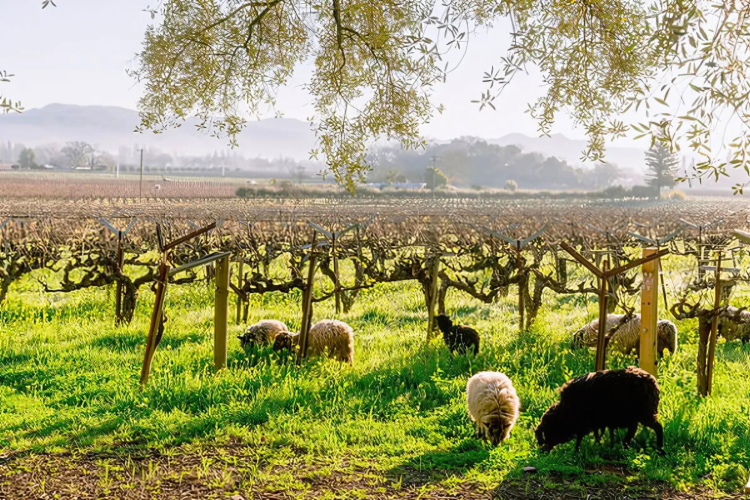 visit the local sheep at one of the Best Wineries in Napa Valley