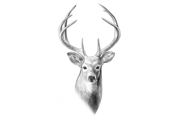 Deer Drawing