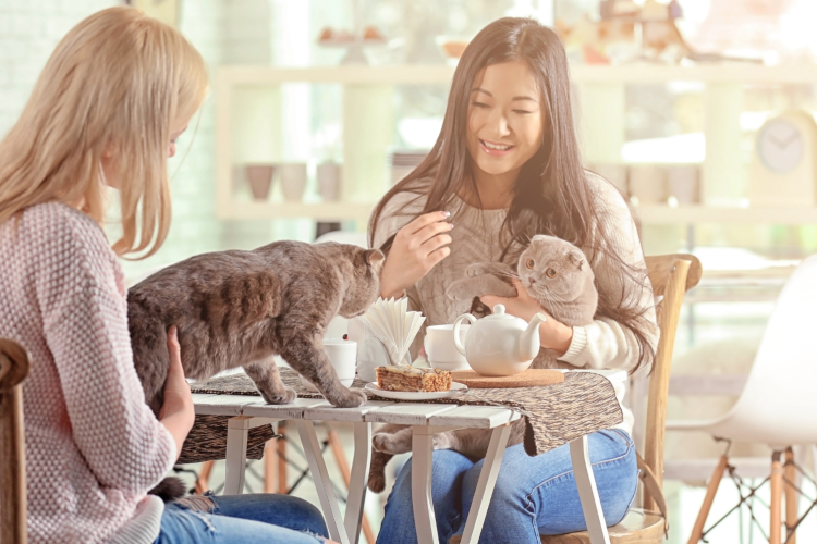 cat cafe