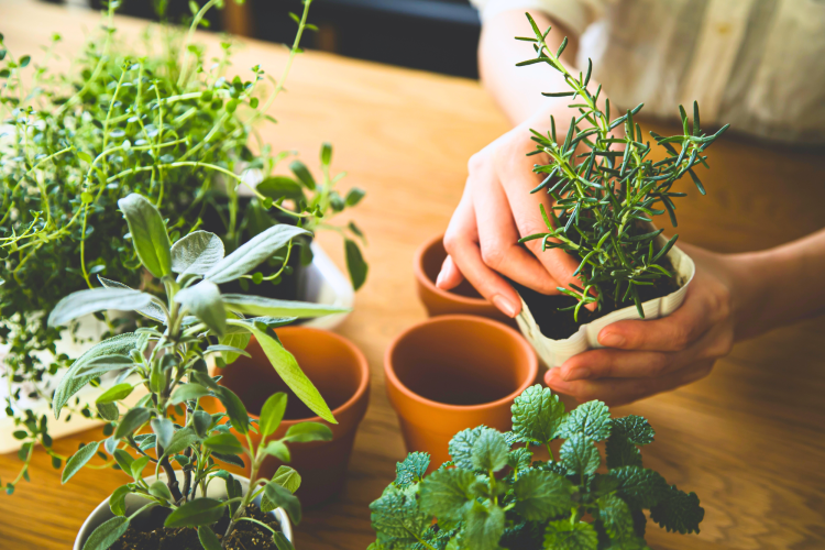 indoor gardening