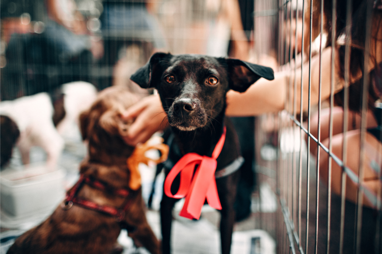 Help support shelters
