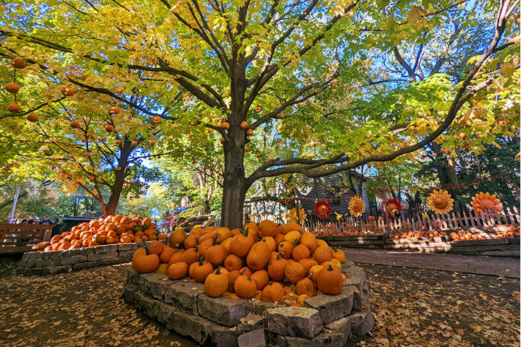 Vala’s Pumpkin Patch
