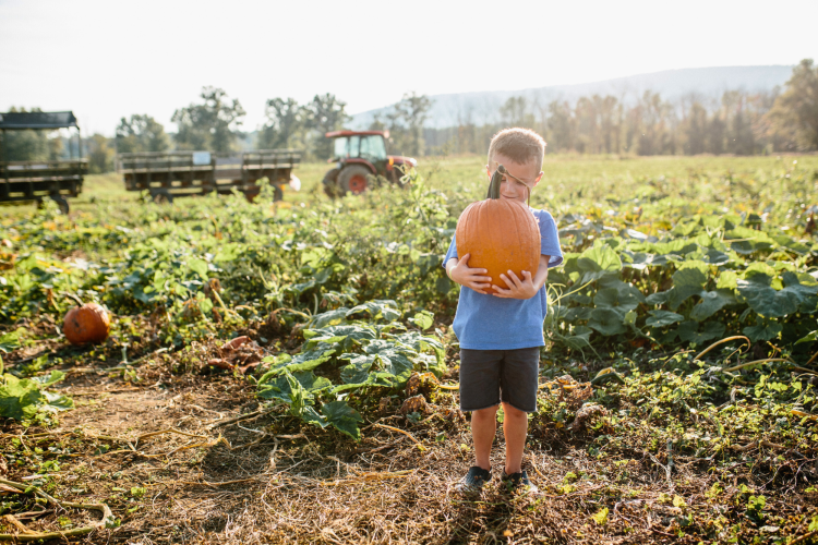 Great Country Farms