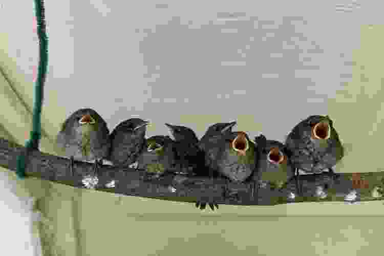 Raptor Trust