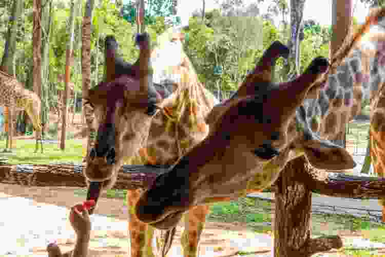 feeding giraffes