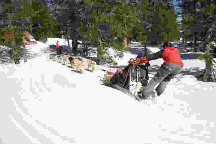 dog sledding