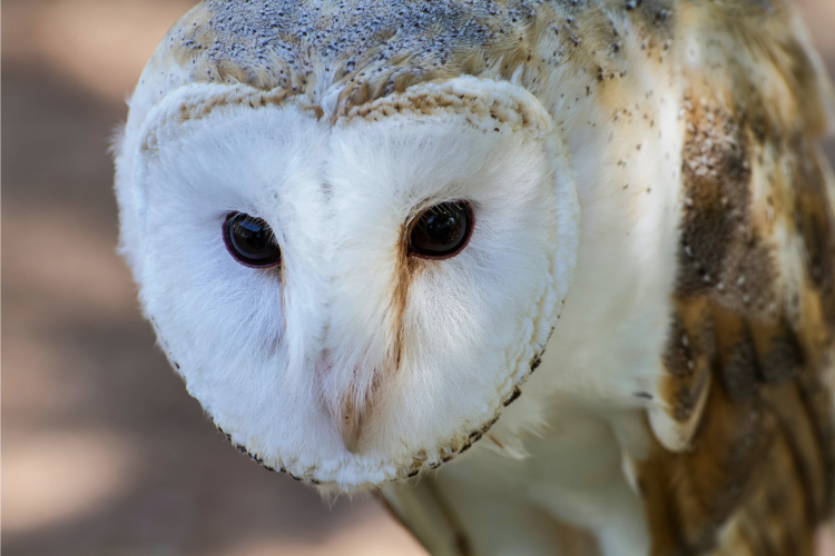 Harry Potter's snowy owl