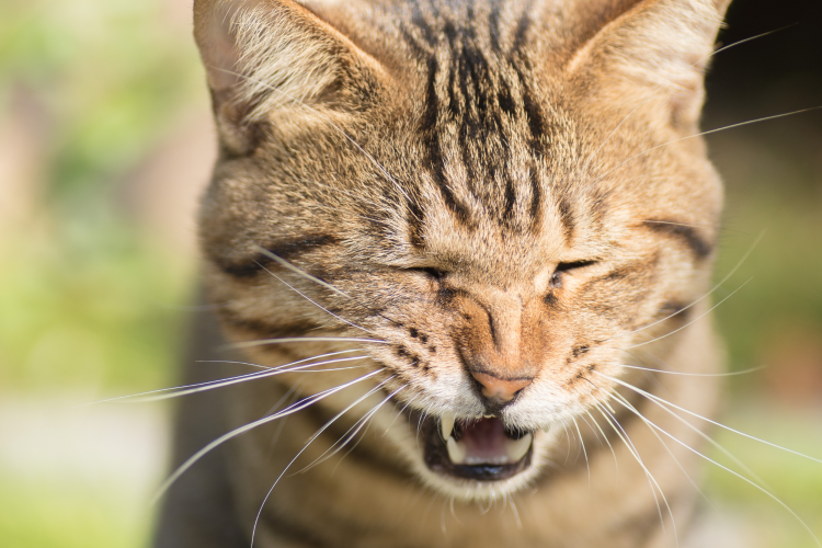 One-Liner and Short Cat Jokes