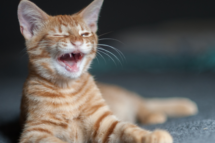 Knock Knock Cat Jokes