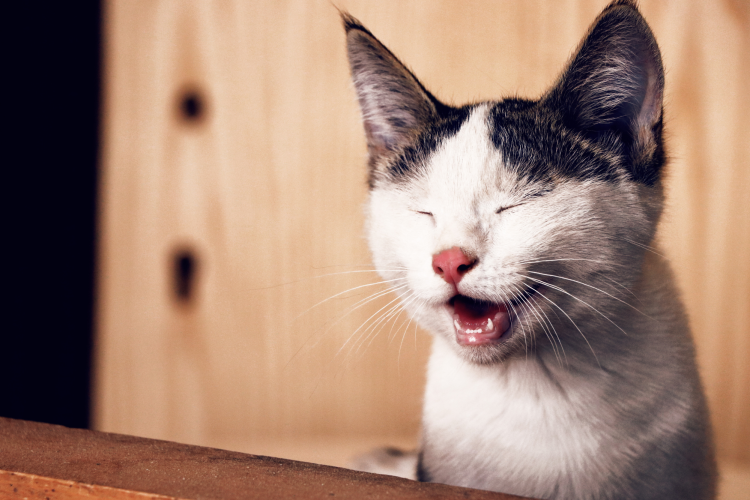 Cat jokes often center around cats’ mischievous personalities