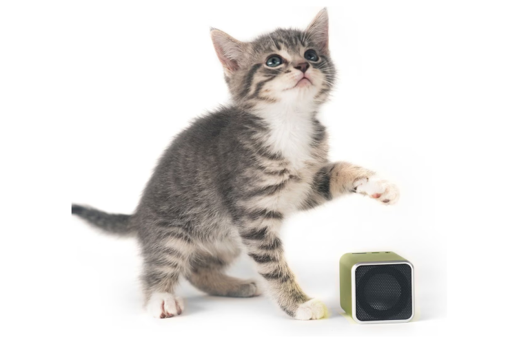 Chewy Cat Music Speaker