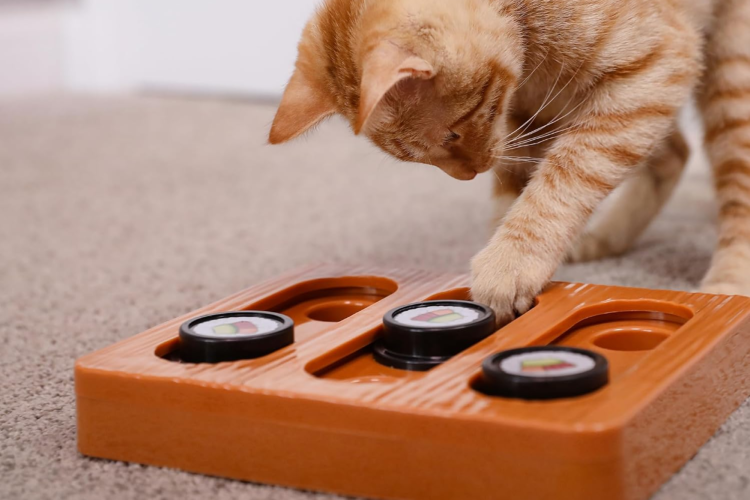 Puzzle Treat Cat Toy