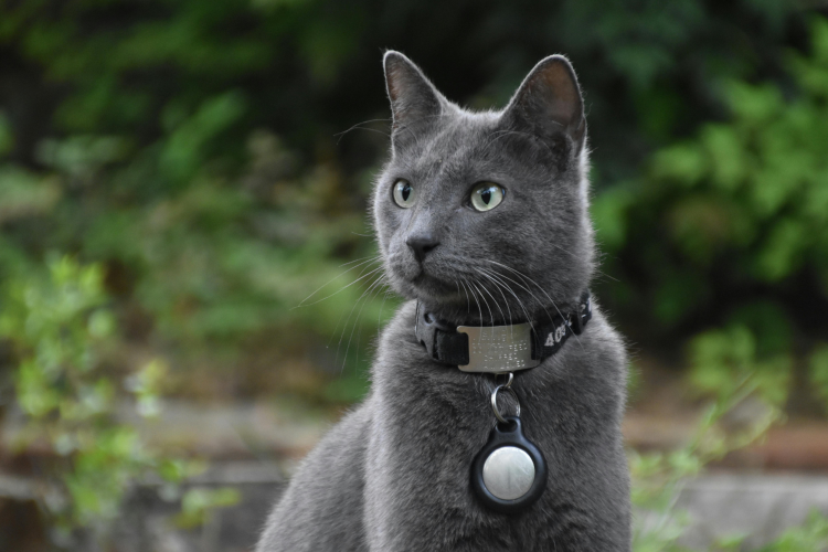 Cat with Airtag
