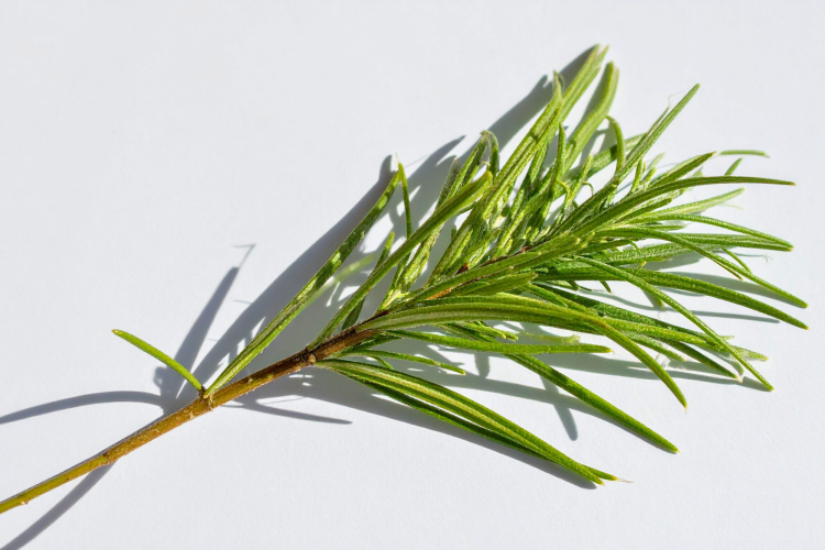 rosemary sprigs