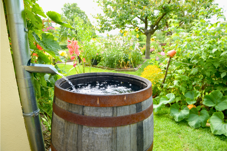 rain barrel catching rain water
