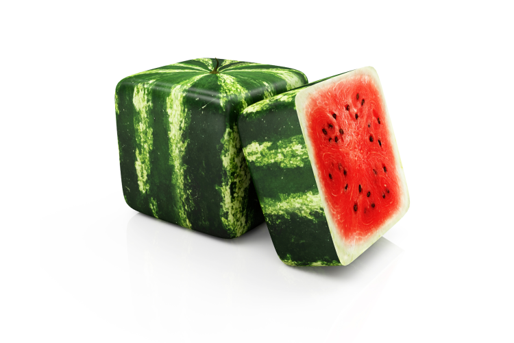 square watermelons from japan