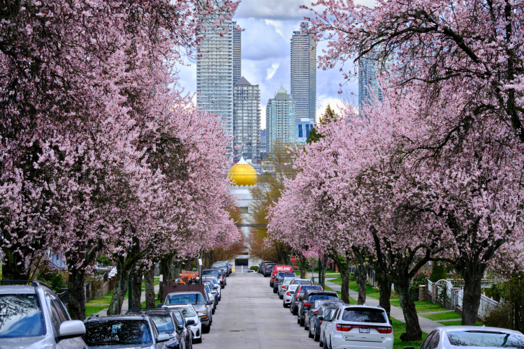 Vancouver cherry blossoms