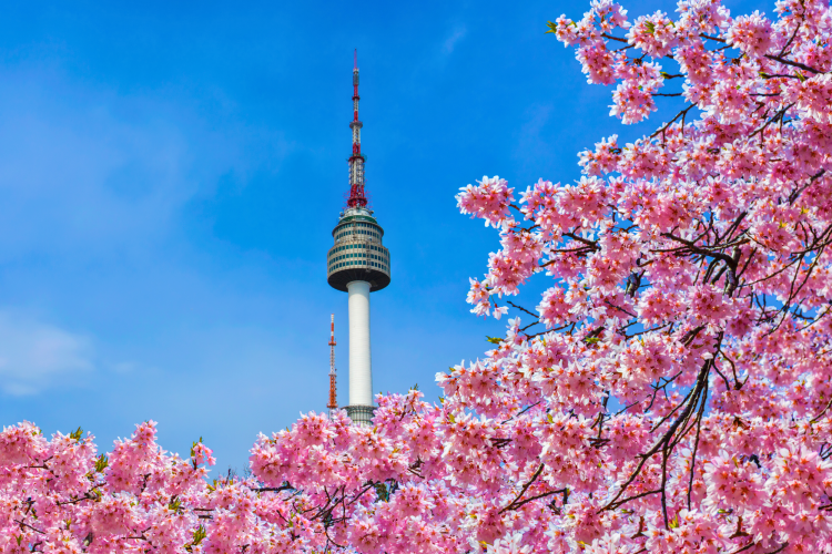 Namsan Tower cherry blossoms