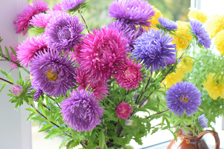 aster flower arrangement
