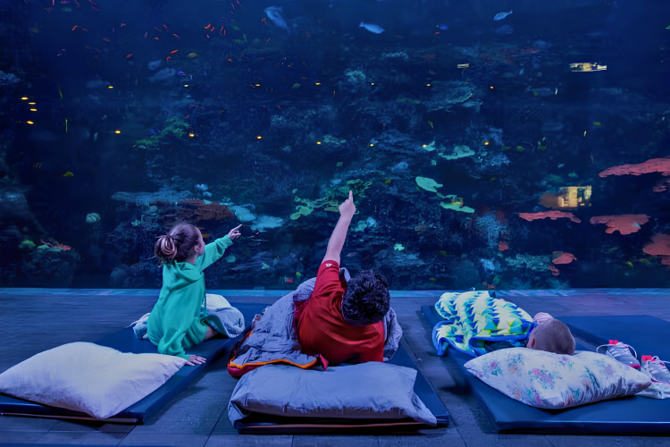 Georgia Aquarium sleepover