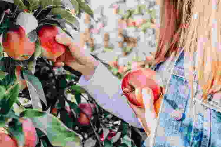 hand picking apples from tree