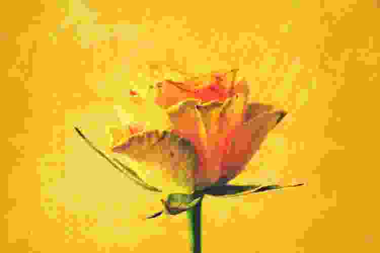 yellow rose painting on yellow canvas