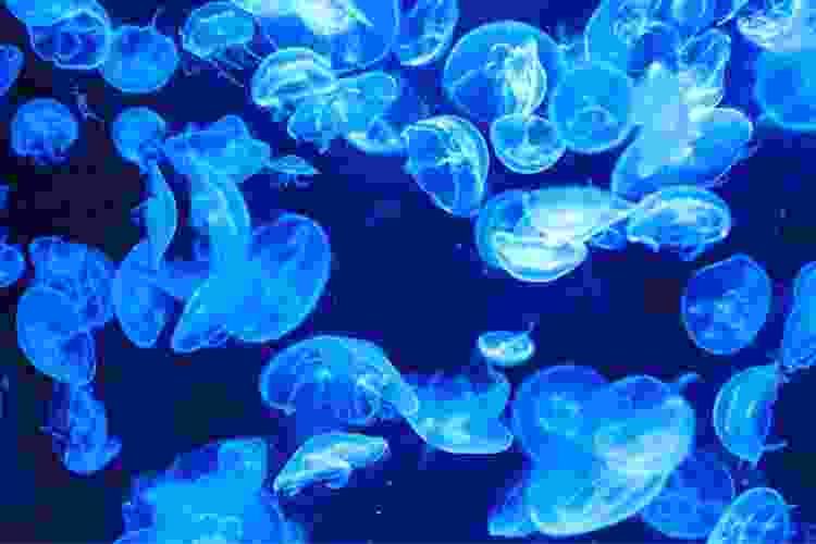 dark blue underwater jellyfish painting idea