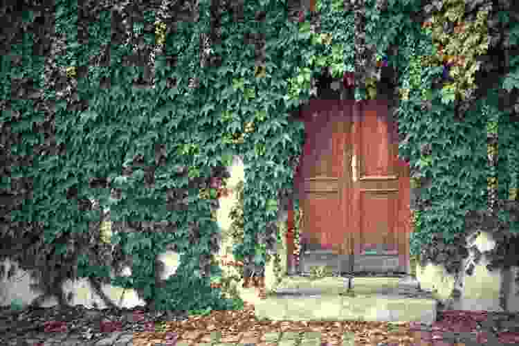 old wooden door surrounded by green ivy