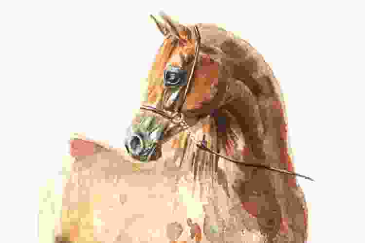 horse profile painted in watercolor