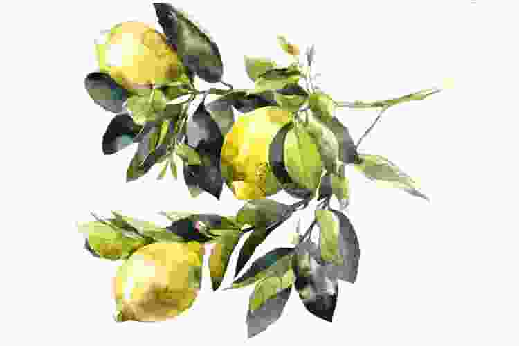 lemon bunch in watercolor