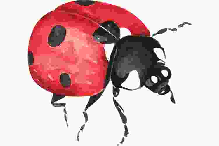 ladybug watercolor painting idea