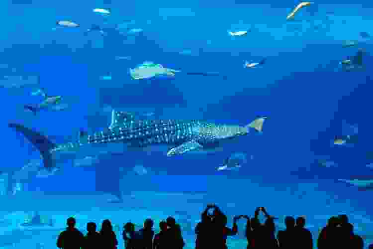 crowd of people viewing shark in aquarium