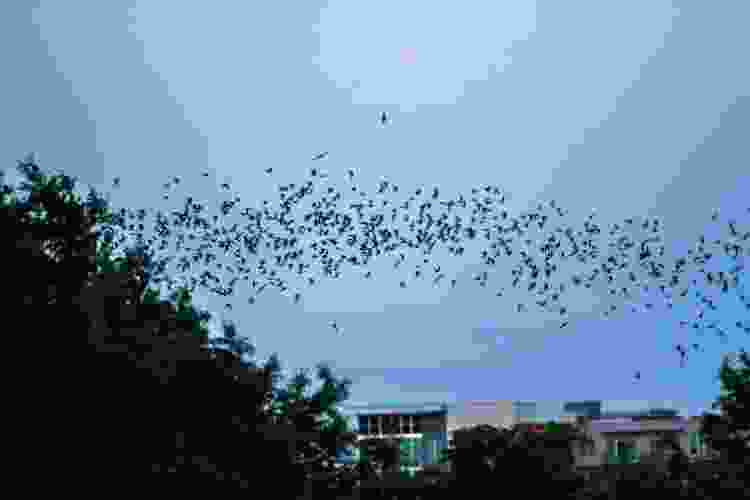 bats at Congress Avenue Bridge date idea in Austin